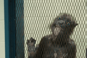 На Рівненщині спіймали «чупакабру» (Фото 18+)