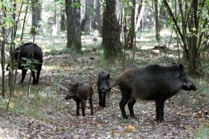 Банда диких поросят атакувала Запорізьку АЕС