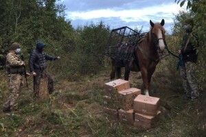 Чоловік конем намагався переправити з Росії до України контрабанду тютюну