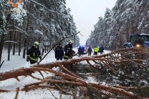 Через негоду на Волині на дороги попадали дерева (Фото)