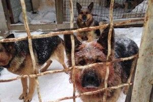 Солдата АТО загризли 4 вівчарки, але ціною свого життя він врятував жінку (Доповнено)