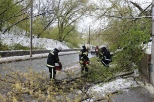 Внаслідок негоди в Україні зафіксовано падіння майже 3 тисяч дерев