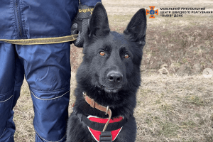 На Львівщині службова собака знайшла зниклу жінку на дев'ятий день пошуків