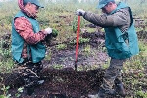 Лісівники Волині висадили перший мільйон майбутніх дерев