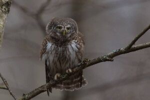 У Цуманській пущі живе найменша сова України (Фото)
