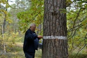 В Шацькому нацпарку обстежують вікові сосни