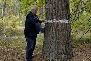 У нацпарку на Волині знайшли «живого свідка» історії