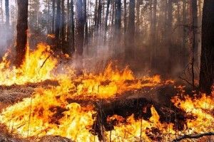 Ліси Волині та Рівненщини стережуть від пожеж 120 телесистем 