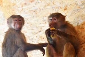  У Луцькому зоопарку – новачки. Лучан кличуть знайомитися з Сонею та Дюком (Фото)