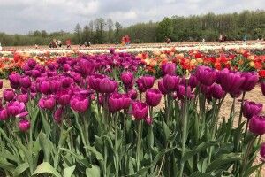 «Волинська Голландія» не працює через негоду