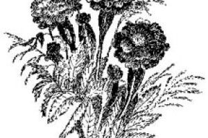 ПОГОДА: День Незалежності зустрінемо в теплі