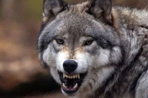 Киянка тримала у маленькій квартирі… лисиць та вовків! 