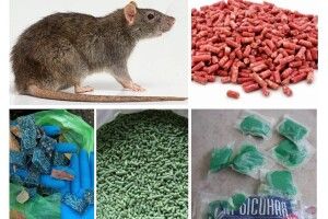 Зеленського просять заборонити виготовлення та продаж в Україні «щурячої отрути»
