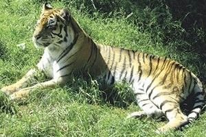 ЧОМУ ЛУЧАНИ ОБЛЮБУВАЛИ РІВНЕНСЬКИЙ ЗООПАРК