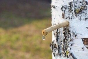 Лісничий волинського лісгоспу розповів, як заготовляє березовий сік (Відео)