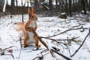 Останній місяць зими: чи здивує українців лютий