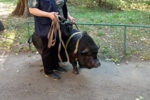 «Не вівчарка, й не бульдог! Поросятко – рох-рох-рох!»: киянка сім років тримає у квартирі в’єтнамську свиню (фото)