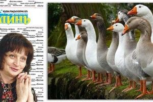 Гуси рим врятували. А в Локачах рятують душу...