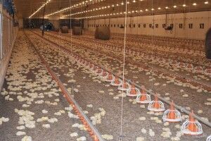 У селі на Волині відкрили потужну птахоферму