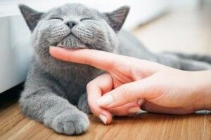 Рівненський зоопарк оголошує конкурс серед пристрасних котолюбів