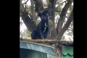 На Рівненщині з даху будівлі знімали собаку (Відео)