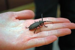 В урочищі Лопатень на Волині знайшли червонокнижного жука-ксилобіонта (фото)