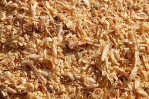 «Будемо жити!»: японські вчені винайшли рецепт самогону... з тирси 