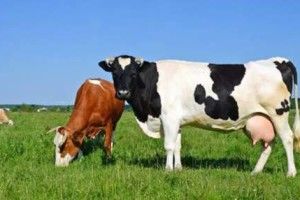 У Горохівському районі поліцейські викрили крадія худоби