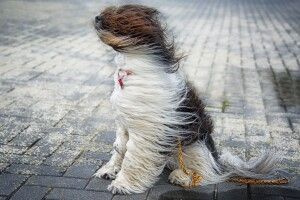 Завтра волинян попередили про сильний вітер