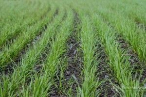 Україну чекає мінімальний урожай ячменю за 5 років