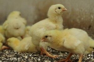 Ветеранка АТО стала успішною фермеркою