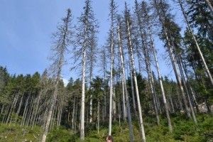 Невже сосна стане для поліщуків екзотикою?