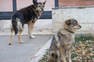 Камінь-каширці жаліються на збільшення кількості бродячих псів