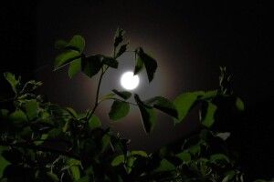 У небі над Закарпаттям цієї ночі бачили місячне гало