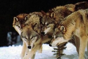 У лісах Волині стрімко зростає кількість вовків