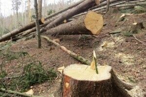 На Волині майстер лісу «не помічав» незаконних рубок на понад 777 тисяч гривень
