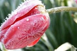 Цієї ночі на Волині сильні заморозки
