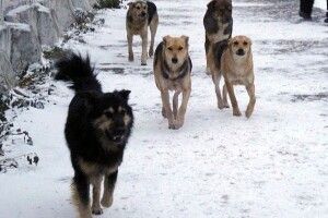 Селище на Волині тероризують зграї домашніх собак