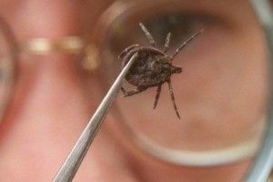 Фахівці лабораторного центру досліджують, чи є небезпечні кліщі в місцях скупчення волинян