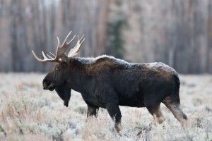 На Волині браконьєри вбили двох лосів