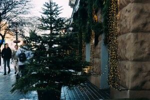 Свята минули: де в Луцьку здати ялинки 