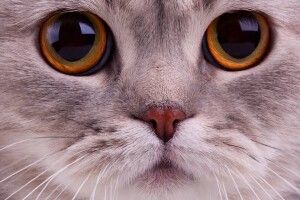 Гороскоп для муркотунів: якщо ваша кицька Риба, а ви Рак – будете собачитися