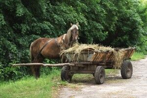 Волинянин вкрав у матері підводу та січкарню 