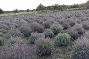 Значно похолодає: волинські синоптики дали свіжий прогноз погоди
