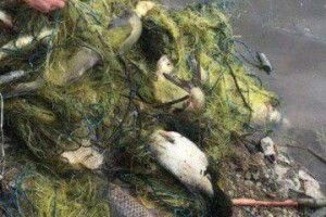 На Любешівщині затримали рибалок із сітками та кловнею