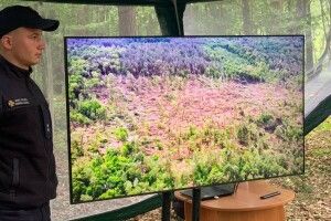Тисячі гектарів лісу на Рівненщині потребують порятунку