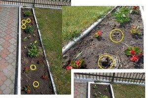 У Маневичах покрали квіти