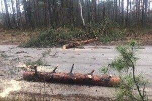 На Волині злочинці зрізали 11 сосен, щоб перекрити дорогу лісоохороні