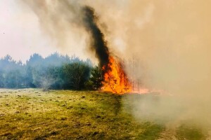 Пожежу на Волині гасили волонтери, лісівники, посадовці та рятувальники (Відео)