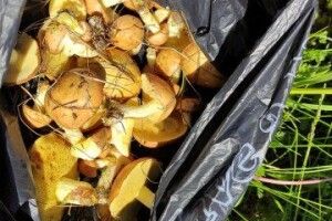 Волиняни вже збирають перші гриби